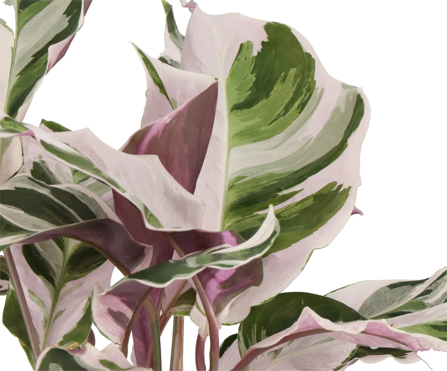 Bonte Calathea (Calathea 'Fusion White') D 14 H 40 Cm 4 Bonte Calathea (Calathea 'Fusion White') D 14 H 40 Cm - Afbeelding 2