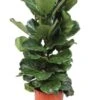 Vioolbladplant (Ficus Lyrata) D 34 H 140 Cm -Groene Bloom Winkel 8717263547761