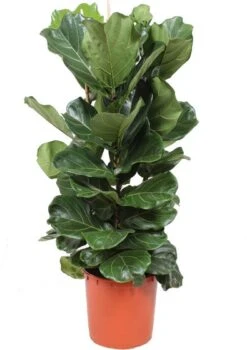 Vioolbladplant (Ficus Lyrata) D 34 H 140 Cm