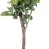 Vioolbladplant Op Stam (Ficus Lyrata) D 34 H 160 Cm 2 Vioolbladplant Op Stam (Ficus Lyrata) D 34 H 160 Cm -Groene Bloom Winkel 8717263547778 1