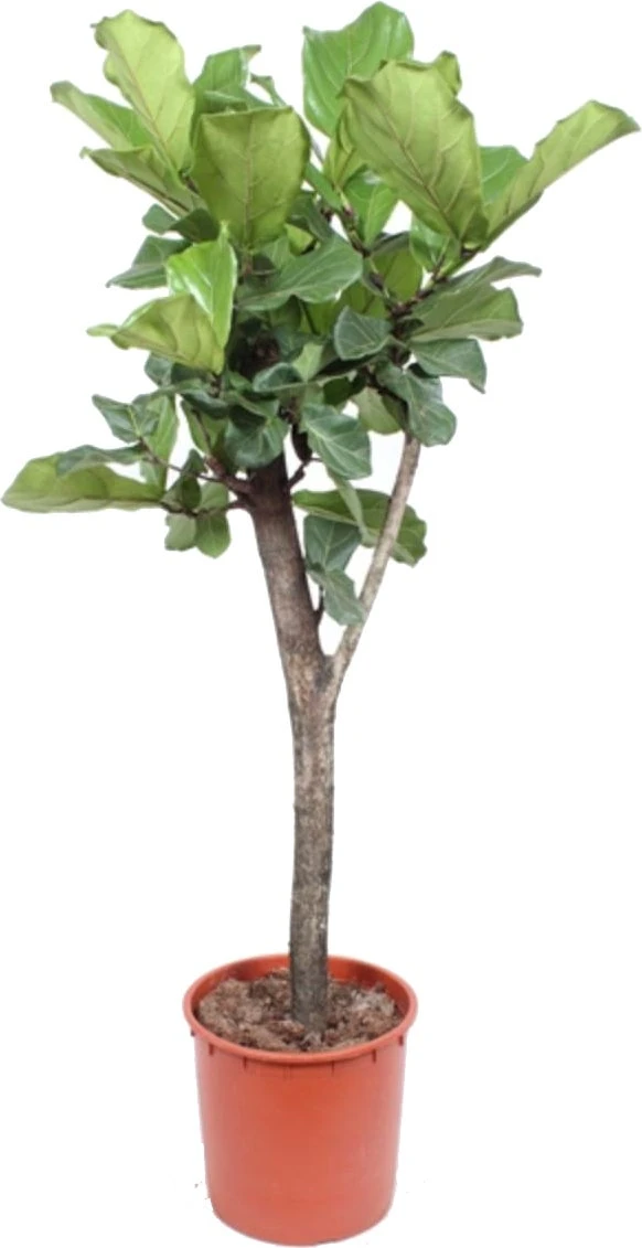 Vioolbladplant Op Stam (Ficus Lyrata) D 34 H 160 Cm 4 Vioolbladplant Op Stam (Ficus Lyrata) D 34 H 160 Cm - Afbeelding 2