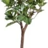 Vioolbladplant Op Stam (Ficus Lyrata) D 55 H 270 Cm -Groene Bloom Winkel 8717263547785 1