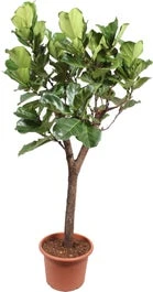 Vioolbladplant Op Stam (Ficus Lyrata) D 55 H 270 Cm
