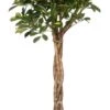 Vingersboom (Schefflera Arboricola 'Compacta') D 27 H 120 Cm 2 Vingersboom (Schefflera Arboricola 'Compacta') D 27 H 120 Cm -Groene Bloom Winkel 8717263547877