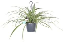 Graslelie In Hangpot (Chlorophytum Comosum 'Ocean Of Laxum') D 17 H 40 Cm