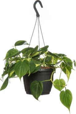 Philodendron In Hangpot (Philodendron Scandens 'Brasil') D 17 H 30 Cm