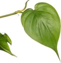 Philodendron In Hangpot (Philodendron Scandens 'Brasil') D 17 H 30 Cm -Groene Bloom Winkel 8717263548102 2