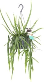 Bladcactus In Hangpot (Lepismium Bolivianum) D 17 H 40 Cm