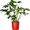 Philodendron (Philodendron 'Fun Bun') D 24 H 110 Cm -Groene Bloom Winkel 8717263548348 0 1