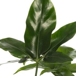 Philodendron (Philodendron 'Fun Bun') D 24 H 110 Cm -Groene Bloom Winkel 8717263548348 2