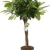 Groene Vijg (Ficus Cyathistipula) D 24 H 100 Cm 2 Groene Vijg (Ficus Cyathistipula) D 24 H 100 Cm -Groene Bloom Winkel 8717263548591