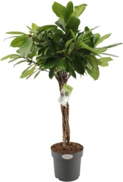 Groene Vijg (Ficus Cyathistipula) D 24 H 100 Cm 5 Groene Vijg (Ficus Cyathistipula) D 24 H 100 Cm -Groene Bloom Winkel 8717263548591 1 1