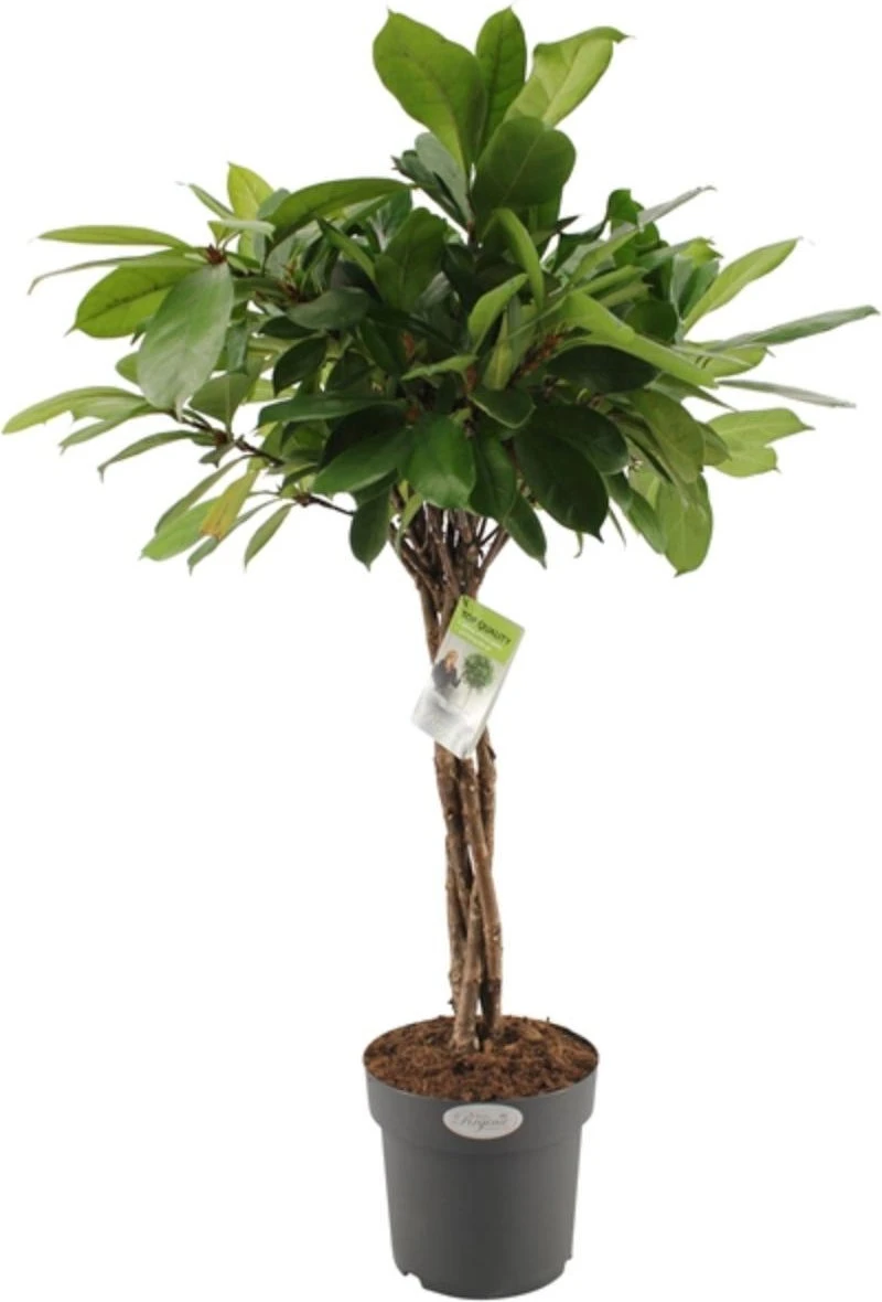 Groene Vijg (Ficus Cyathistipula) D 24 H 100 Cm 4 Groene Vijg (Ficus Cyathistipula) D 24 H 100 Cm - Afbeelding 2