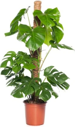 Gatenplant Op Mosstok (Monstera Pertusum) D 24 H 120 Cm -Groene Bloom Winkel 8717263549116 1 1