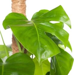 Gatenplant Op Mosstok (Monstera Pertusum) D 24 H 120 Cm -Groene Bloom Winkel 8717263549116 2 1