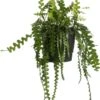 Zaagcactus In Hangpot (Epiphyllum Anguliger) D 25 H 60 Cm 2 Zaagcactus In Hangpot (Epiphyllum Anguliger) D 25 H 60 Cm -Groene Bloom Winkel 8717263549680