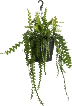 Zaagcactus In Hangpot (Epiphyllum Anguliger) D 25 H 60 Cm
