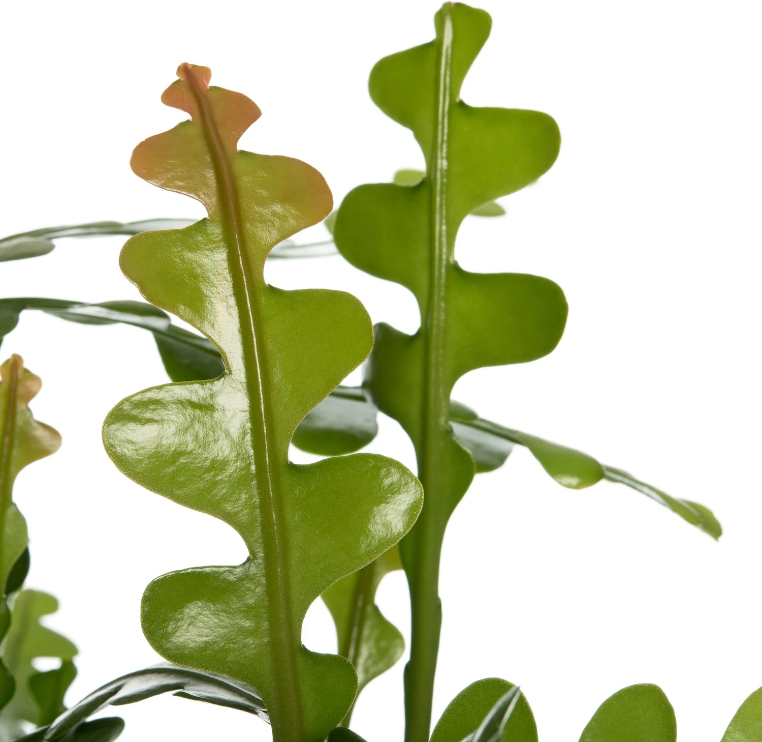 Zaagcactus In Hangpot (Epiphyllum Anguliger) D 25 H 60 Cm 4 Zaagcactus In Hangpot (Epiphyllum Anguliger) D 25 H 60 Cm - Afbeelding 2