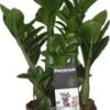 Compacte Zamioculcas (Zamioculcas Zamiifolia 'Zenzi') D 14 H 40 Cm -Groene Bloom Winkel 8717263549826 1