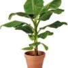 Bananenplant (Musa) D 28 H 80 Cm -Groene Bloom Winkel 8717263599722 1