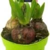 Hyacint (Hyacinthus Orientalis 'Festival') D 12 H 12 Cm -Groene Bloom Winkel 8717263634201 1