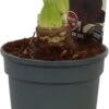 Amaryllis (Hippeastrum 'Dark Red') D 13 H 25 Cm -Groene Bloom Winkel 8717263639732