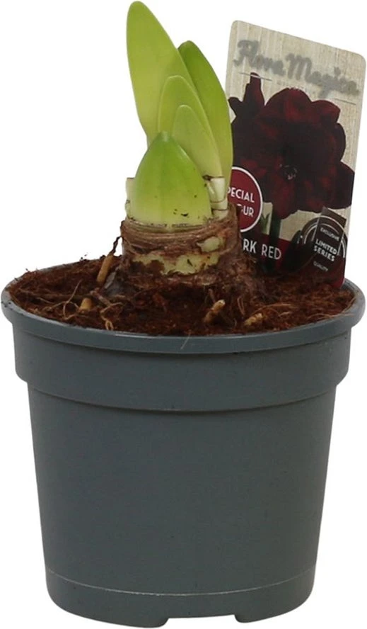 Amaryllis (Hippeastrum 'Dark Red') D 13 H 25 Cm 3 Amaryllis (Hippeastrum 'Dark Red') D 13 H 25 Cm