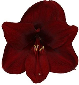 Amaryllis (Hippeastrum 'Dark Red') D 13 H 25 Cm 4 Amaryllis (Hippeastrum 'Dark Red') D 13 H 25 Cm - Afbeelding 2