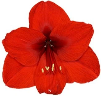 Amaryllis (Hippeastrum 'Merry Christmas') D 13 H 25 Cm 4 Amaryllis (Hippeastrum 'Merry Christmas') D 13 H 25 Cm - Afbeelding 2