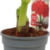 Amaryllis (Hippeastrum 'Red Peacock') D 13 H 25 Cm 2 Amaryllis (Hippeastrum 'Red Peacock') D 13 H 25 Cm -Groene Bloom Winkel 8717263639770