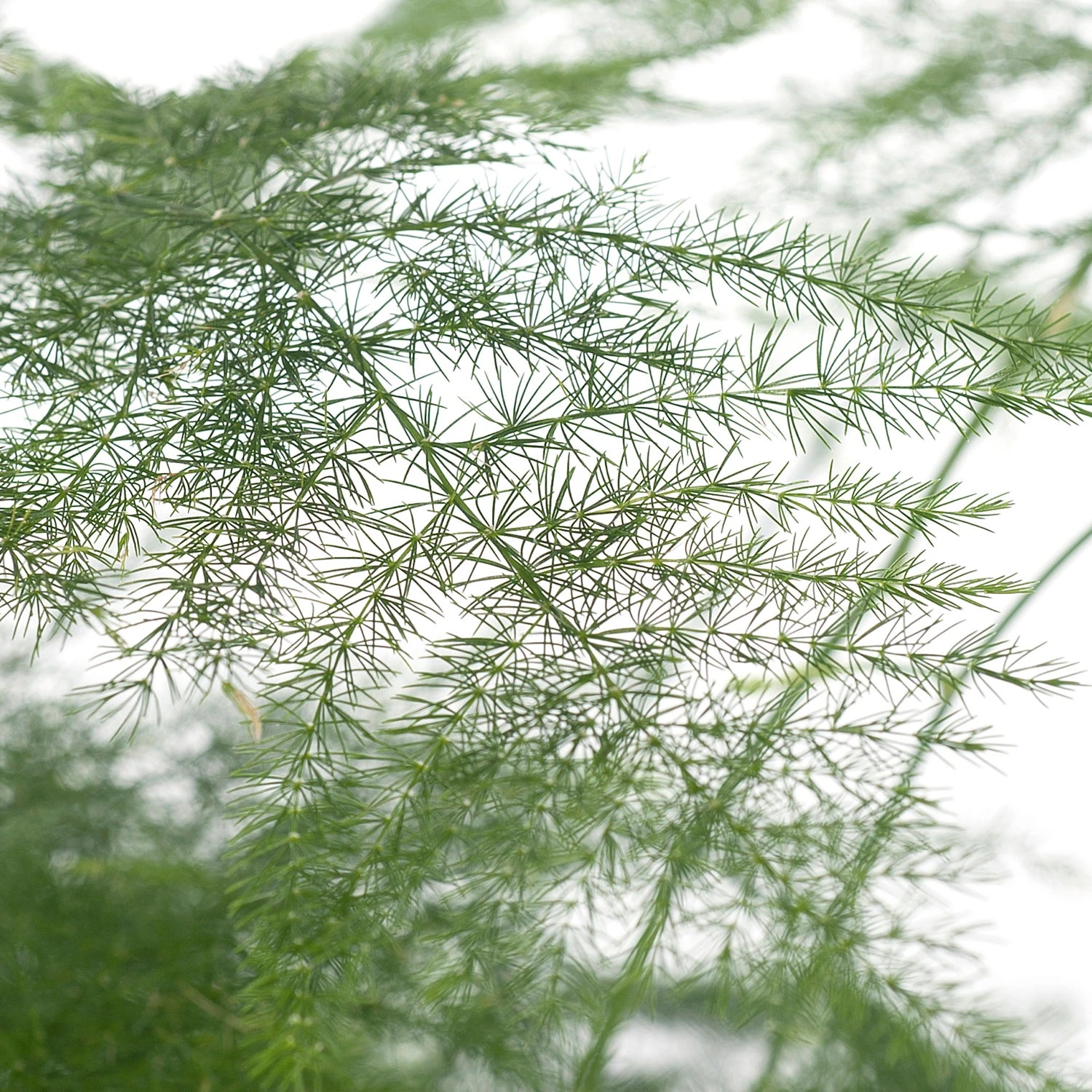 Sierasperge (Asparagus Setaceus) D 13 H 30 Cm 4 Sierasperge (Asparagus Setaceus) D 13 H 30 Cm - Afbeelding 2