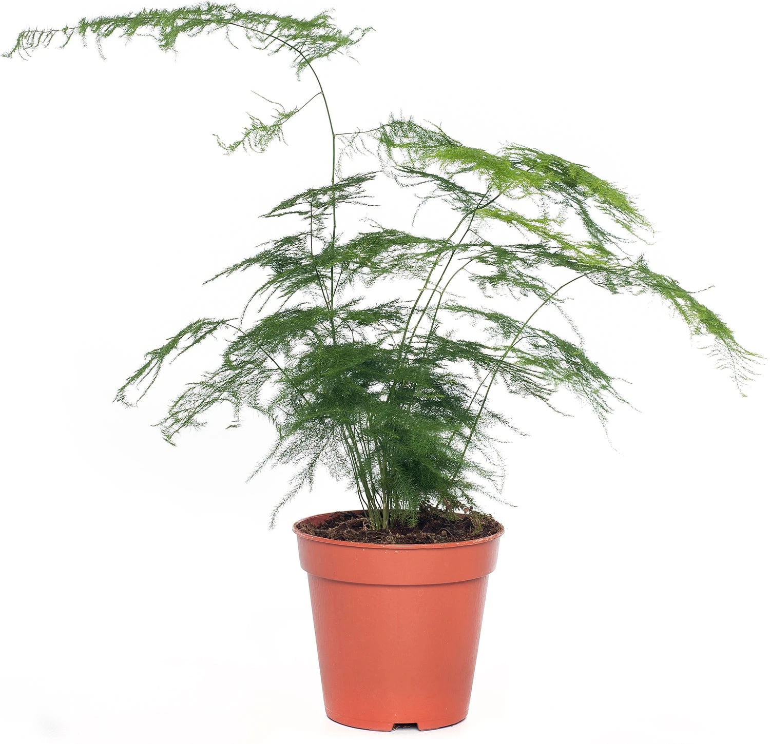 Sierasperge (Asparagus Setaceus) D 13 H 30 Cm 3 Sierasperge (Asparagus Setaceus) D 13 H 30 Cm