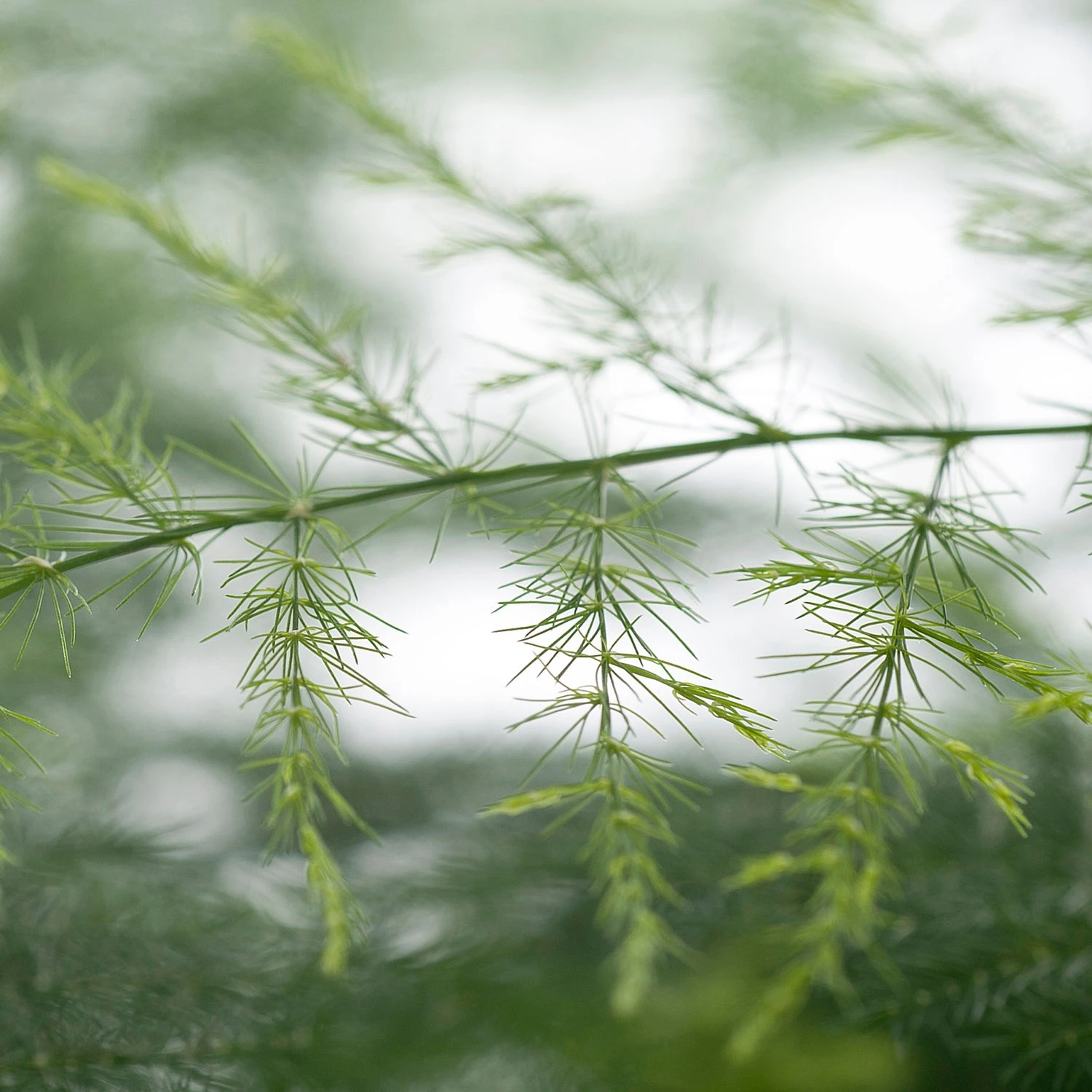 Sierasperge (Asparagus Setaceus) D 17 H 45 Cm 4 Sierasperge (Asparagus Setaceus) D 17 H 45 Cm - Afbeelding 2