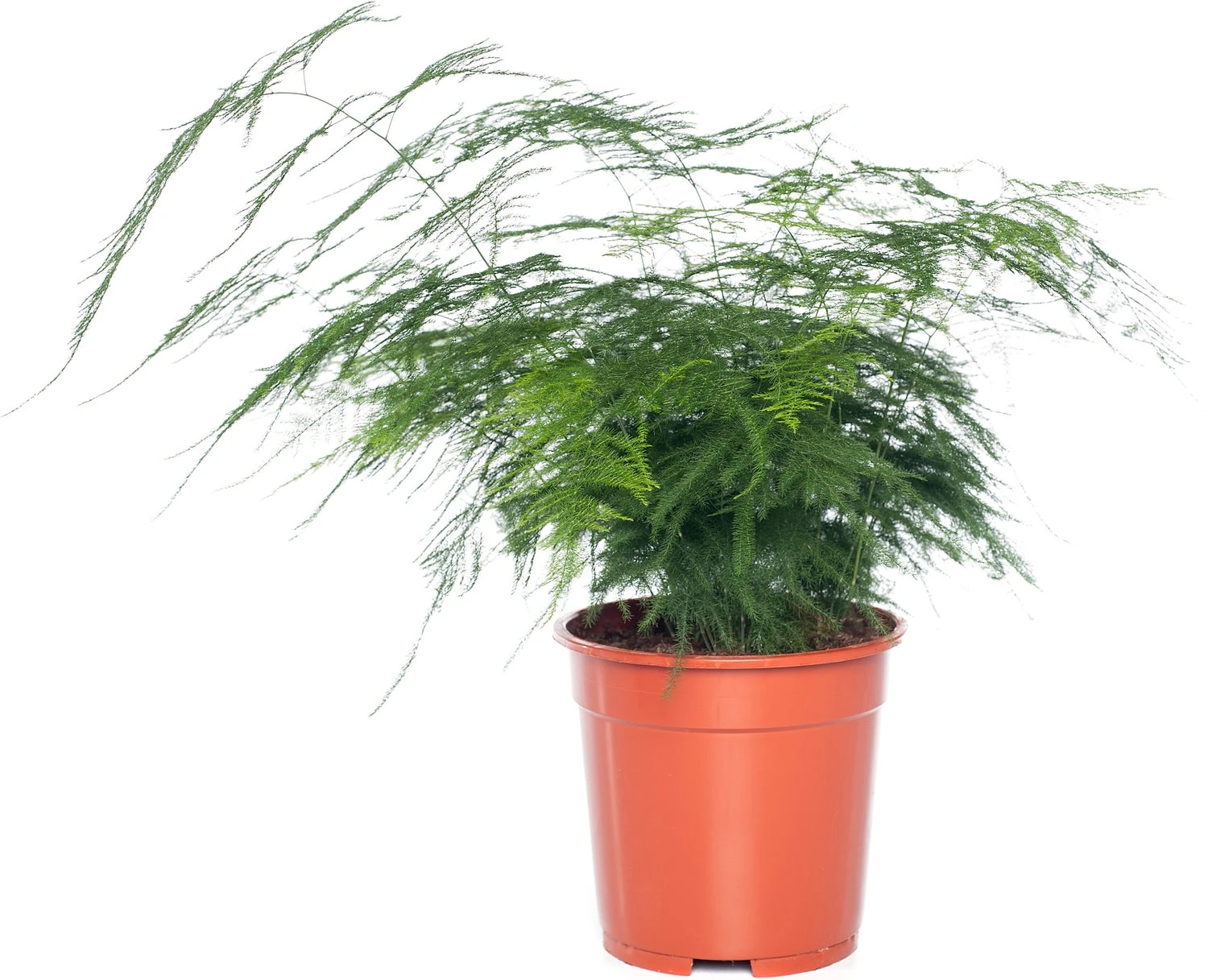 Sierasperge (Asparagus Setaceus) D 17 H 45 Cm 3 Sierasperge (Asparagus Setaceus) D 17 H 45 Cm