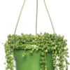 Erwtenplant In Hangpot (Senecio Rowleyanus) D 14 H 30 Cm -Groene Bloom Winkel 8717263641063