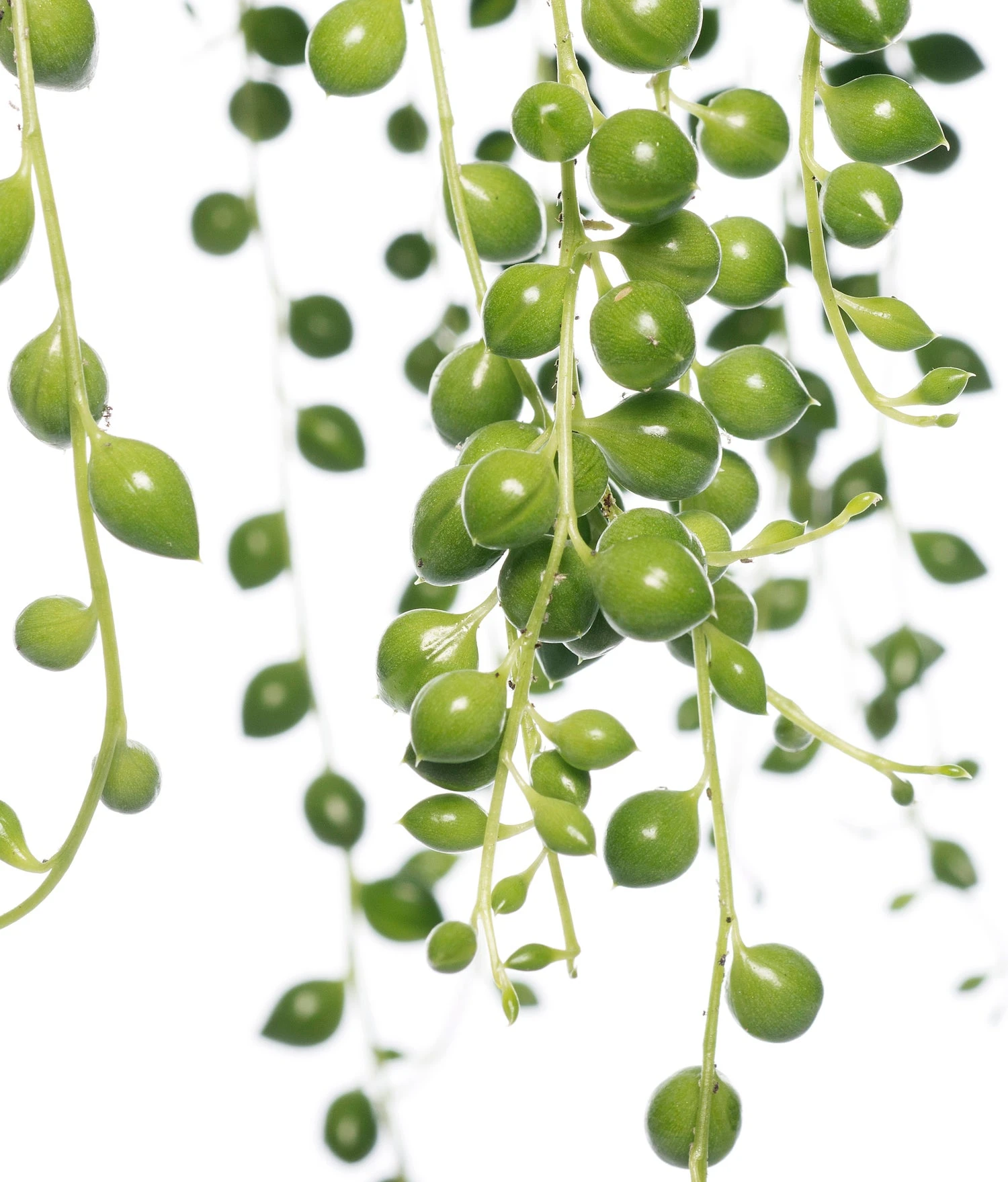 Erwtenplant In Hangpot (Senecio Rowleyanus) D 14 H 30 Cm 4 Erwtenplant In Hangpot (Senecio Rowleyanus) D 14 H 30 Cm - Afbeelding 2