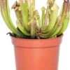Trompetbekerplant (Sarracenia) D 8,5 H 40 Cm 2 Trompetbekerplant (Sarracenia) D 8,5 H 40 Cm -Groene Bloom Winkel 8717263641490