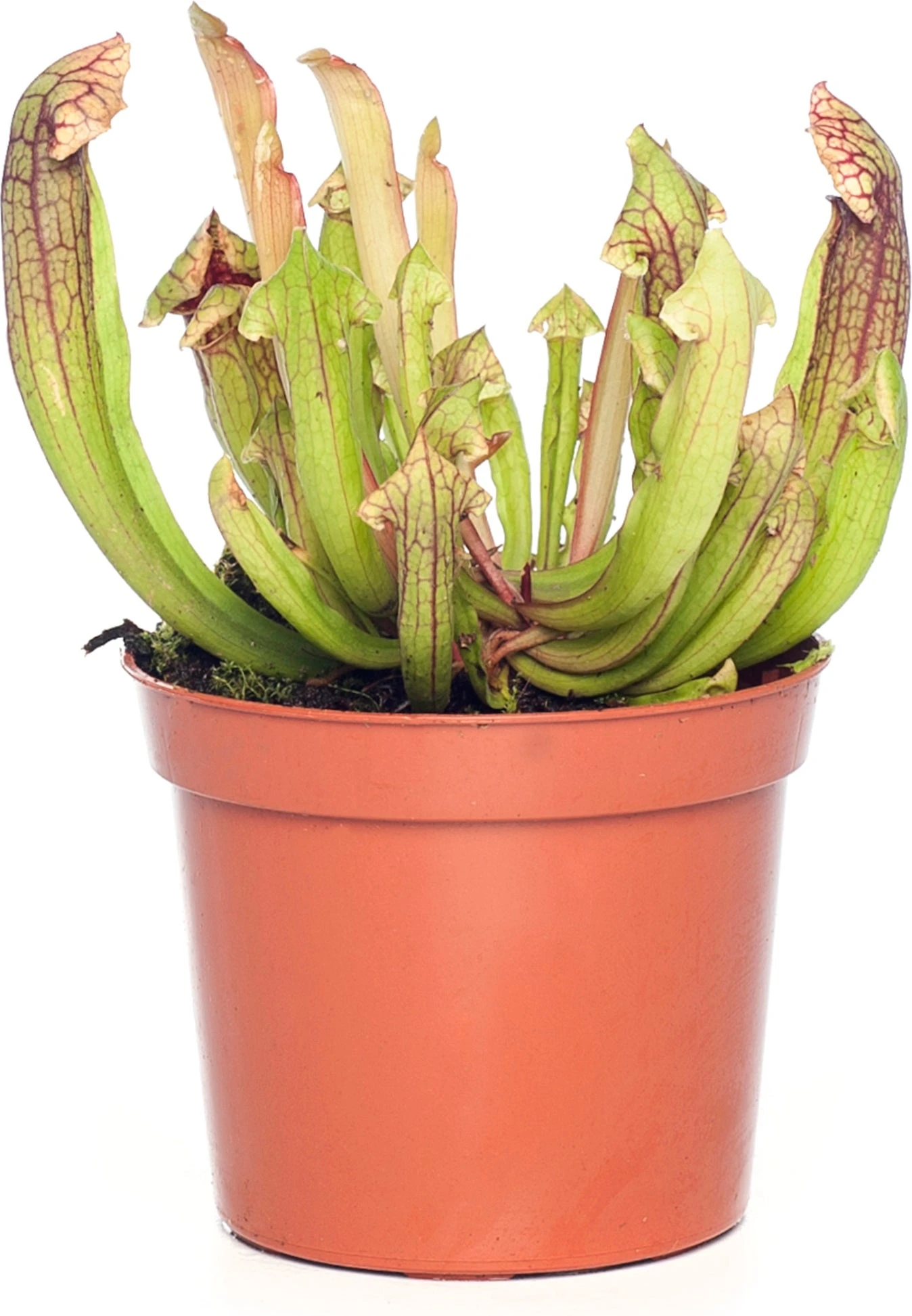 Trompetbekerplant (Sarracenia) D 8,5 H 40 Cm 3 Trompetbekerplant (Sarracenia) D 8,5 H 40 Cm