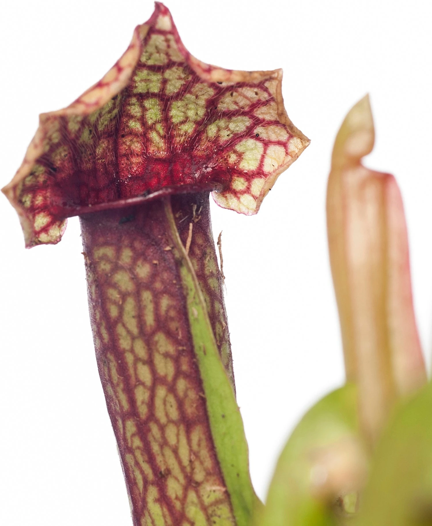 Trompetbekerplant (Sarracenia) D 8,5 H 40 Cm 4 Trompetbekerplant (Sarracenia) D 8,5 H 40 Cm - Afbeelding 2