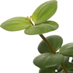 Peperomia (Peperomia Tetraphylla 'Hope') D 12 H 15 Cm -Groene Bloom Winkel 8717263641957 2