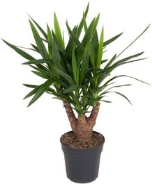 Yucca Vertakt (Yucca Elephantipes) D 21 H 70 Cm
