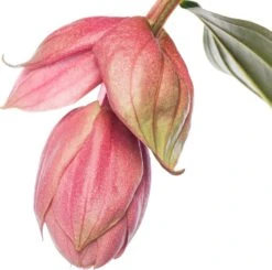 Medinilla (Medinilla Magnifica 'Piccolini') D 14 H 35 Cm 5 Medinilla (Medinilla Magnifica 'Piccolini') D 14 H 35 Cm -Groene Bloom Winkel 8717263643487 1 2