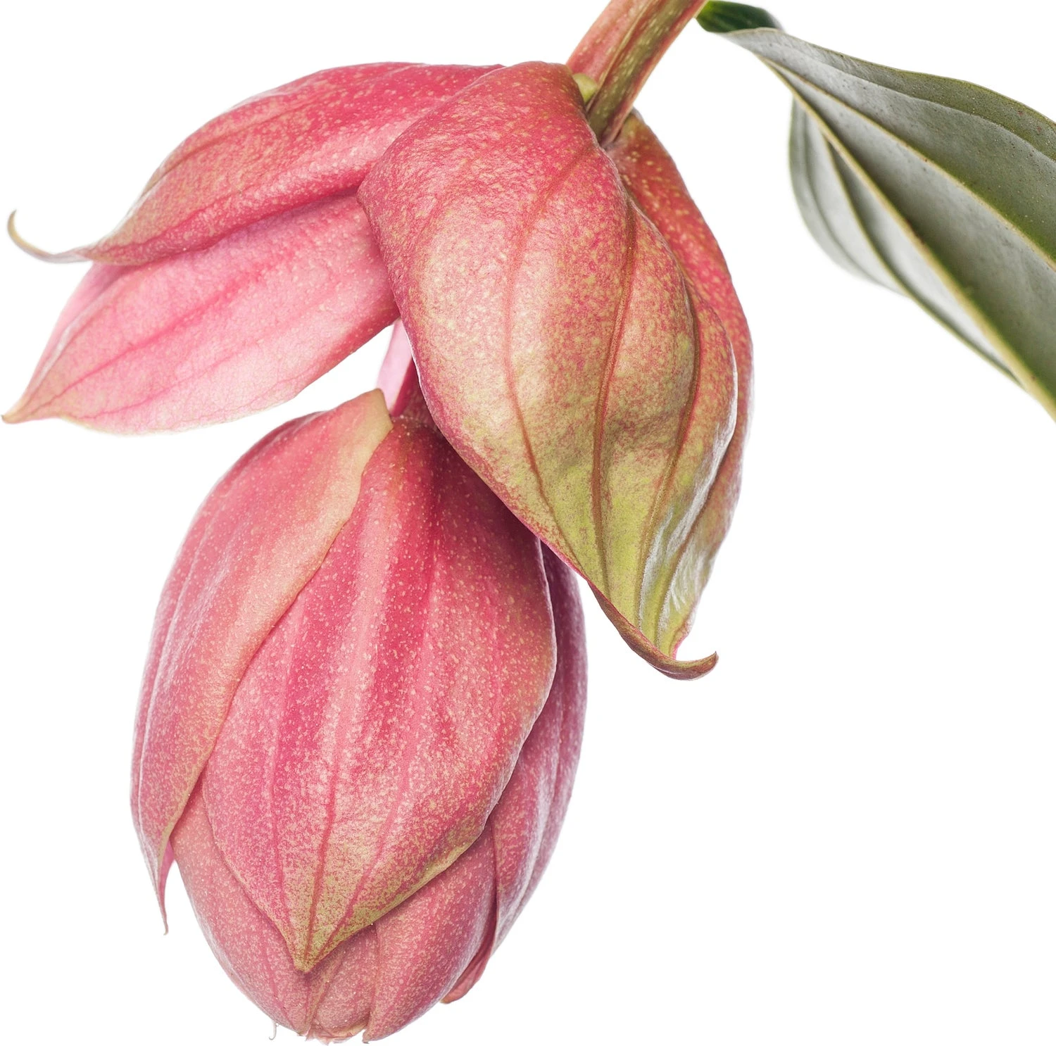 Medinilla (Medinilla Magnifica 'Piccolini') D 14 H 35 Cm 4 Medinilla (Medinilla Magnifica 'Piccolini') D 14 H 35 Cm - Afbeelding 2