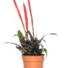 Vriesea (Vriesea 'Era Triplo') D 12 H 45 Cm 2 Vriesea (Vriesea 'Era Triplo') D 12 H 45 Cm -Groene Bloom Winkel 8717263644385 1