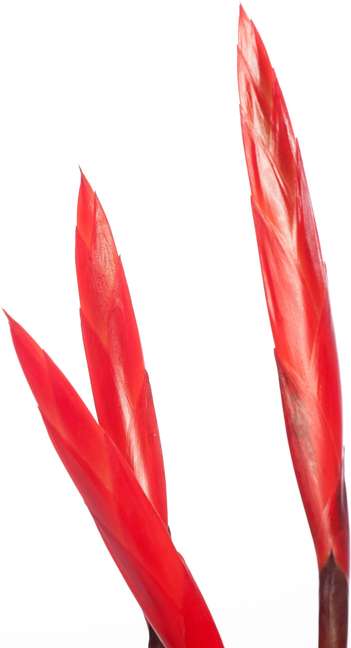 Vriesea (Vriesea 'Era Triplo') D 12 H 45 Cm 4 Vriesea (Vriesea 'Era Triplo') D 12 H 45 Cm - Afbeelding 2