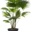 Waaierpalm (Livistona Rotundifolia) D 21 H 65 Cm 1 Waaierpalm (Livistona Rotundifolia) D 21 H 65 Cm -Groene Bloom Winkel 8717263644460 1