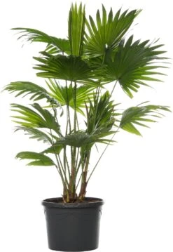 Waaierpalm (Livistona Rotundifolia) D 21 H 65 Cm