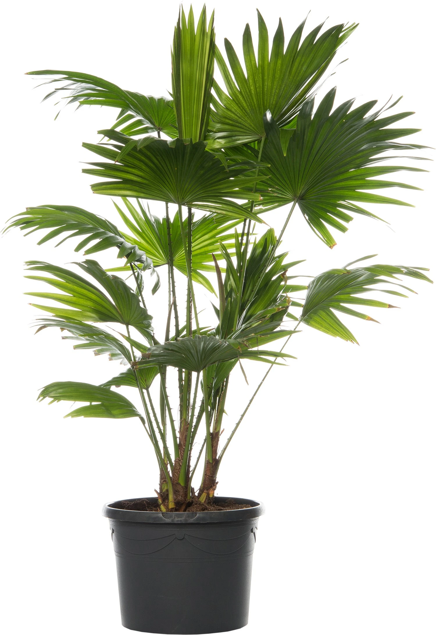 Waaierpalm (Livistona Rotundifolia) D 21 H 65 Cm 3 Waaierpalm (Livistona Rotundifolia) D 21 H 65 Cm