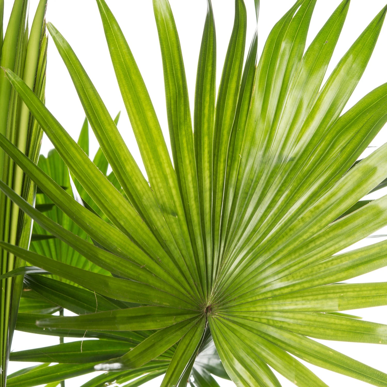 Waaierpalm (Livistona Rotundifolia) D 21 H 65 Cm 4 Waaierpalm (Livistona Rotundifolia) D 21 H 65 Cm - Afbeelding 2