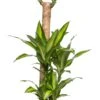 Drakenbloedboom (Dracaena Fragrans 'Massangeana') D 24 H 125 Cm -Groene Bloom Winkel 8717263644989 1